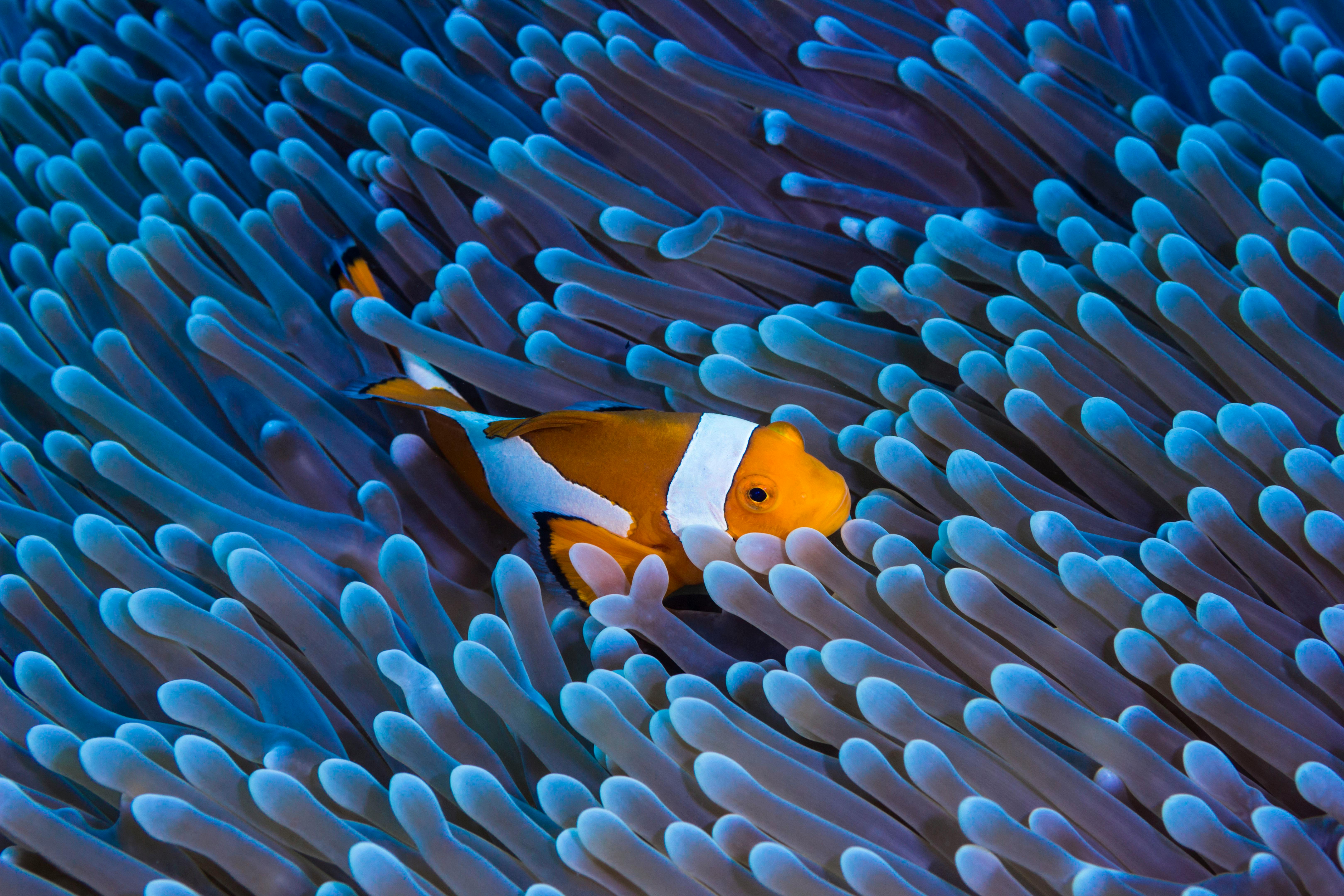 image of clownfish