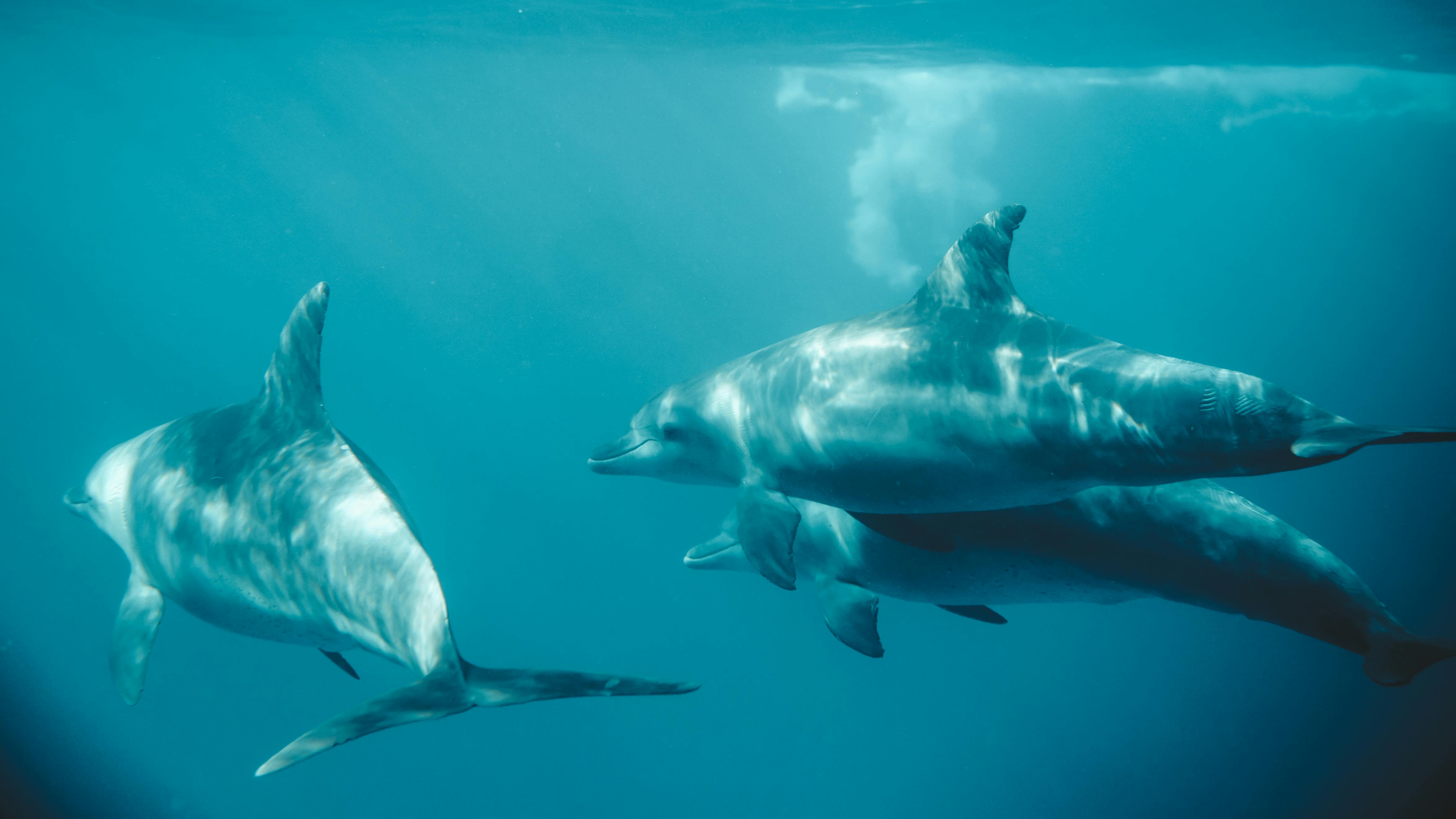 Swimming dolphin pod